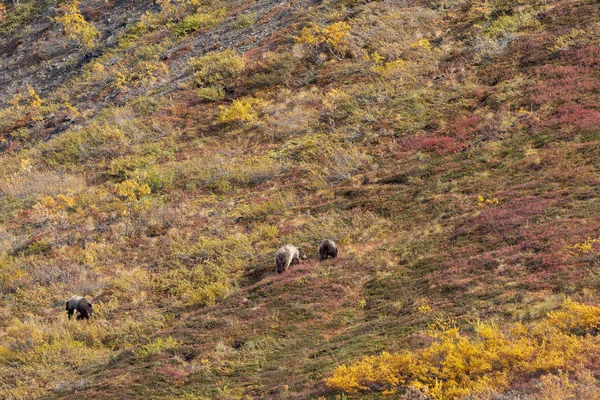 Una Cerda Oso Pardo Cachorros Otoño Parque Nacional Denali Alaska —  Fotos de Stock