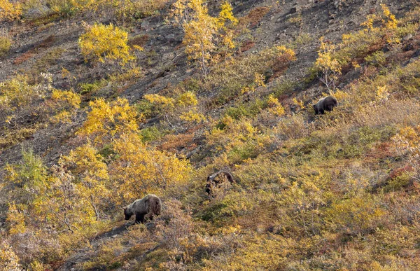 Uma Porca Urso Pardo Filhotes Outono Denali National Park Alaska — Fotografia de Stock