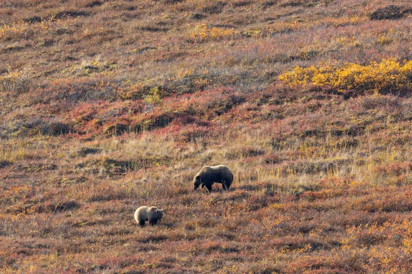 Uma Porca Urso Pardo Filhote Outono Denali National Park Alaska — Fotografia de Stock