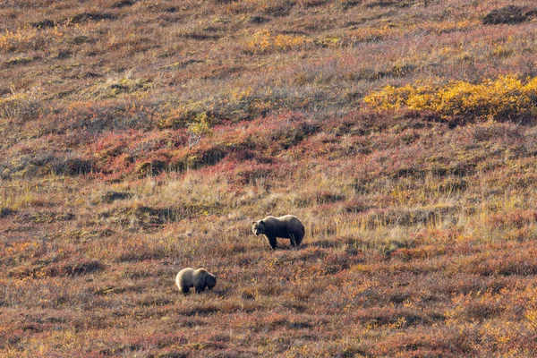 Eine Grizzlybärensau Und Ein Junges Herbst Denali Nationalpark Alaska — Stockfoto