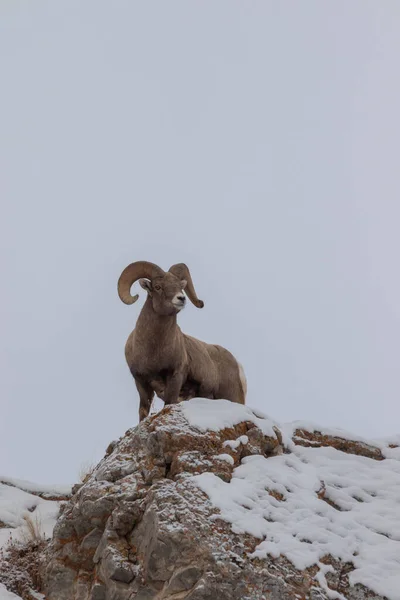 Bighorn Sheep Ram Winter Wyoming — Stock Photo, Image