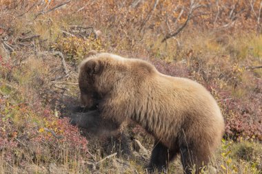 Denali Milli Parkı Alaska sonbaharda bir boz ayı