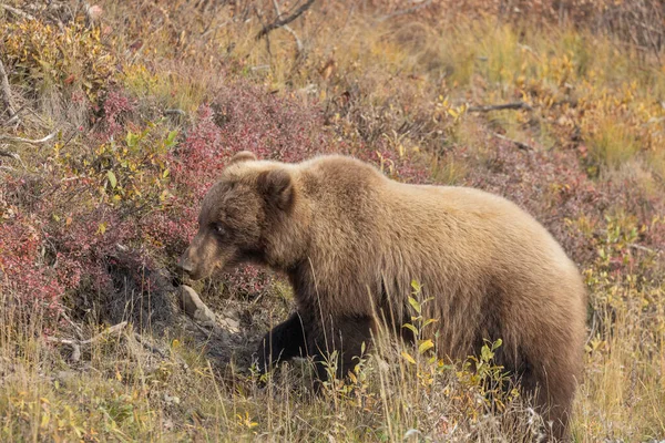 Denali Milli Parkı Alaska Sonbaharda Bir Boz Ayı — Stok fotoğraf