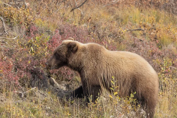 一只灰熊在秋天在阿拉斯加州迪纳利国家公园 — 图库照片