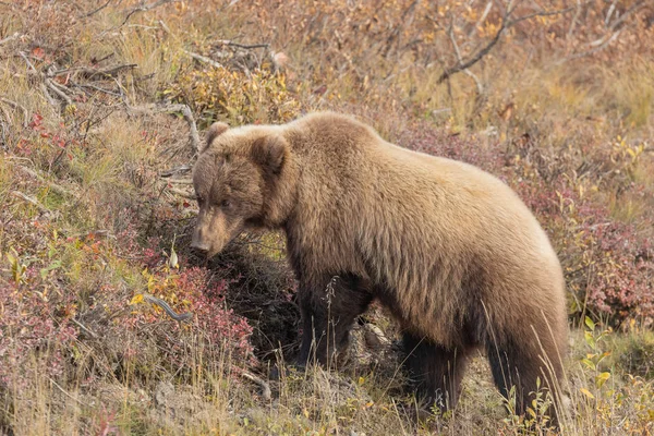 Medvěd Grizzly Podzim Aljašce Národní Park Denali — Stock fotografie