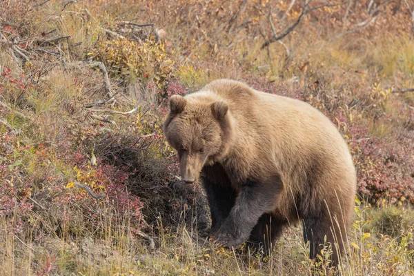 一只灰熊在秋天在阿拉斯加州迪纳利国家公园 — 图库照片