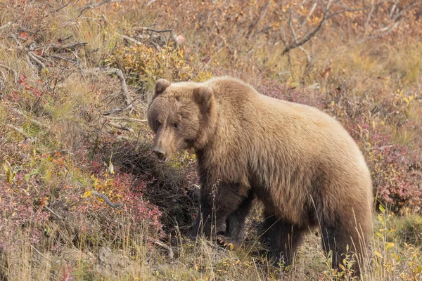Medvěd Grizzly Podzim Aljašce Národní Park Denali — Stock fotografie