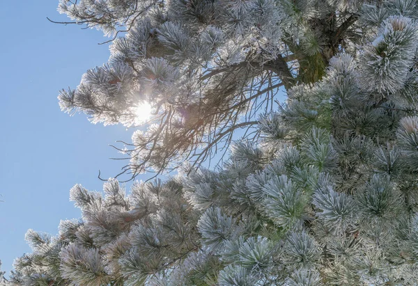 Ramos Pinheiro Cobertos Neve Geada Inverno — Fotografia de Stock