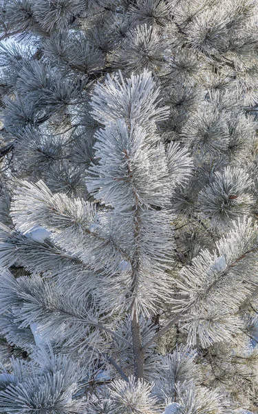 松树枝叶被冰雪覆盖 — 图库照片
