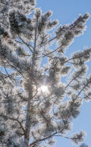 Pine Branches Covered Snow Frost Winter — Stock Photo, Image