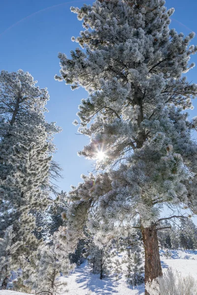 Borové Větve Pokryté Sněhem Mrazem Zimě — Stock fotografie