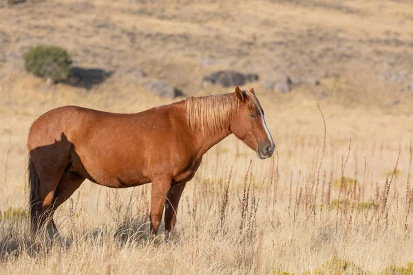 Vild Häst Hösten Utahöknen — Stockfoto