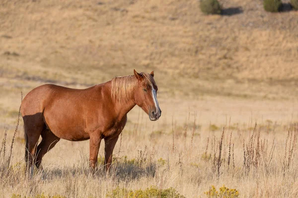 Caballo Salvaje Otoño Desierto Utah — Foto de Stock