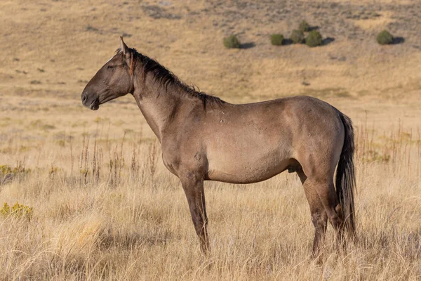 Caballo Salvaje Otoño Desierto Utah — Foto de Stock