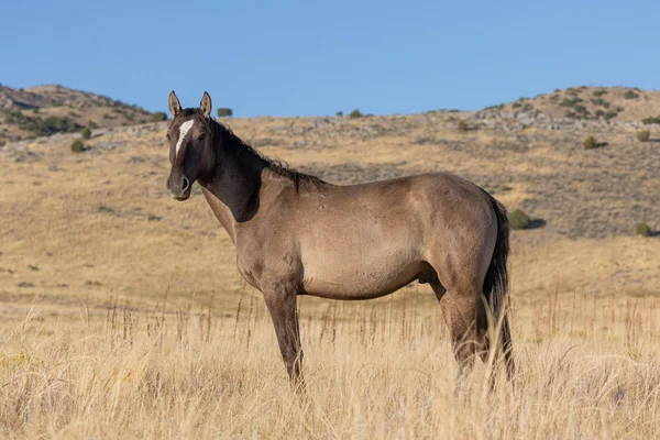 Een Wild Paard Herfst Utah Woestijn — Stockfoto