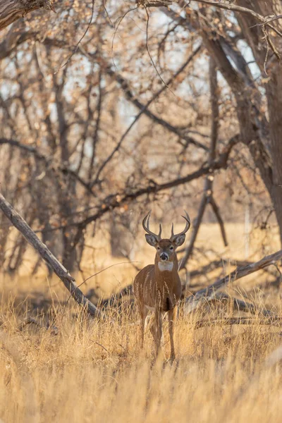 Barril Veado Whitetail Colorado Durante Rotina Outono — Fotografia de Stock