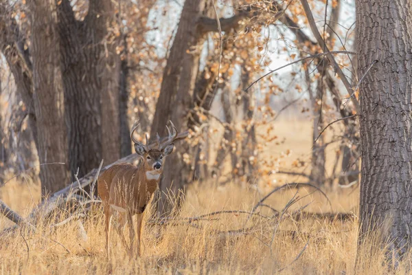 Cerf Virginie Mâle Dans Colorado Pendant Ornière Automne — Photo