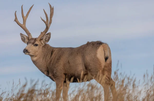 a mule deer buck in Colorado during the fall rut