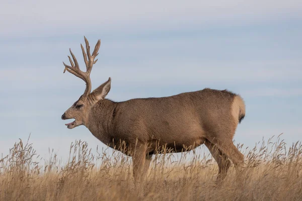 Mulo Cervo Buck Colorado Durante Carreggiata Autunnale — Foto Stock
