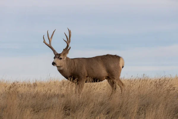 Mulo Cervo Buck Colorado Durante Carreggiata Autunnale — Foto Stock