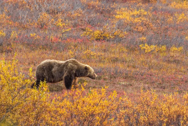 Grizzlybjörn Tundran Denali Nationalpark Alaska Hösten — Stockfoto