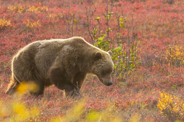 Niedźwiedź Grizzly Tundrze Denali National Park Alaska Jesienią — Zdjęcie stockowe