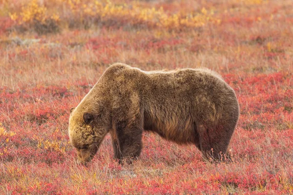 Grizzli Sur Toundra Dans Parc National Denali Alaska Automne — Photo