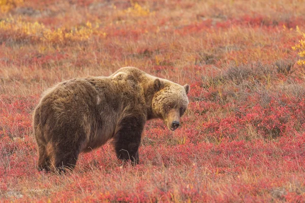 Orso Grizzly Sulla Tundra Nel Denali National Park Alaska Autunno — Foto Stock