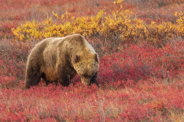 Medvěd Grizzly Tundře Národním Parku Denali Aljašce Podzim — Stock fotografie