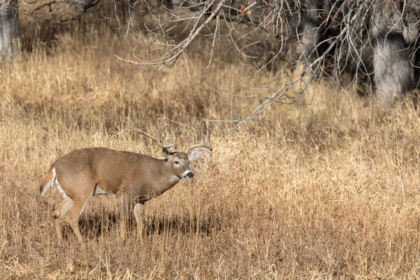 Veado Buck Whitetail Durante Rotina Outono Colorado — Fotografia de Stock