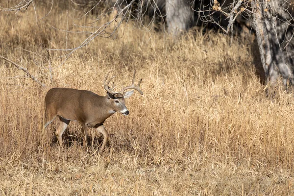 Veado Buck Whitetail Durante Rotina Outono Colorado — Fotografia de Stock