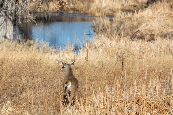 Ein Bock Whitetail Hirsch Während Der Herbsttracht Colorado — Stockfoto