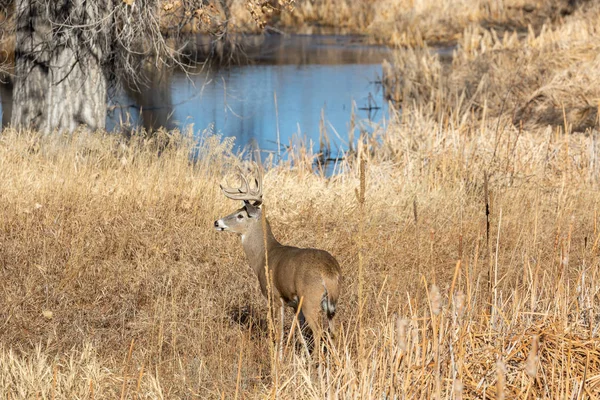 Buck Whitetail Deer Fall Rut Colorado — Stock Photo, Image