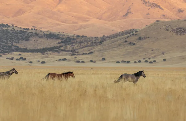 Divoké Koně Podzim Poušti Utah — Stock fotografie