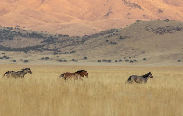 Cavalos Selvagens Outono Deserto Utah — Fotografia de Stock