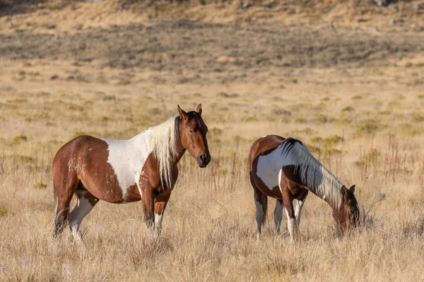 Dzikie Konie Jesienią Pustyni Utah — Zdjęcie stockowe