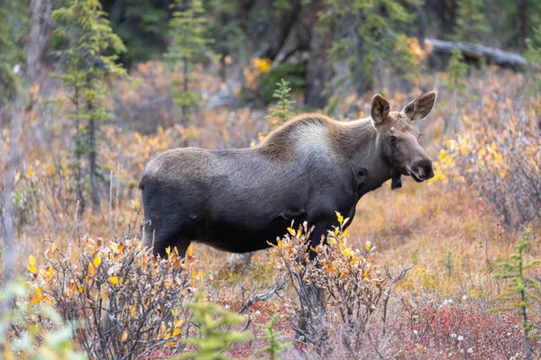 Cow Alaska Yukon Moose Denali National Park Autumn — Stock Photo, Image