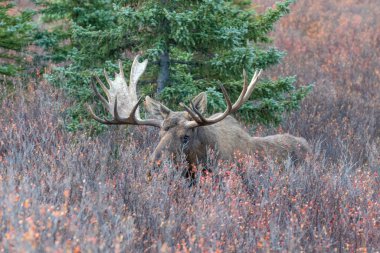 Alaska Yukon geyiği Sonbaharda Denali Ulusal Parkı Alaska 'da