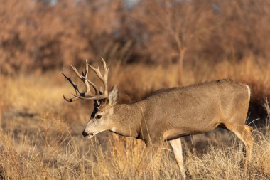 a nice mule deer buck in Colorado during the fall rut