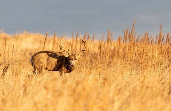 Nice Mule Deer Buck Colorado Fall Rut — 스톡 사진