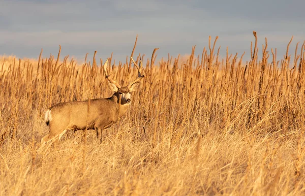 Een Mooie Ezelhertenbok Colorado Tijdens Herfstsleur — Stockfoto