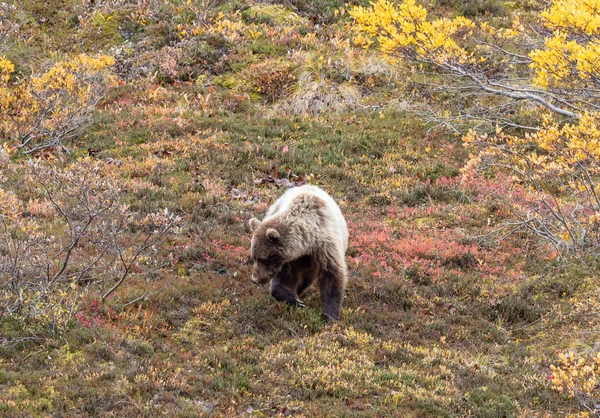 Oso Pardo Parque Nacional Denali Alaska Otoño —  Fotos de Stock