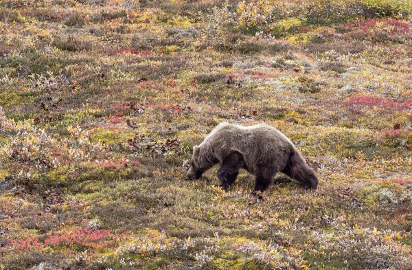 Oso Pardo Parque Nacional Denali Alaska Otoño —  Fotos de Stock