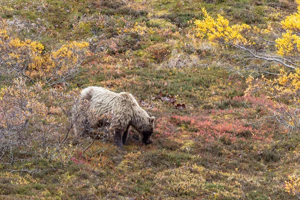 Urso Pardo Parque Nacional Denali Alasca Outono — Fotografia de Stock