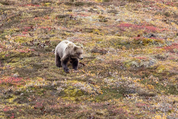 Ein Grizzlybär Denali Nationalpark Alaska Herbst — Stockfoto