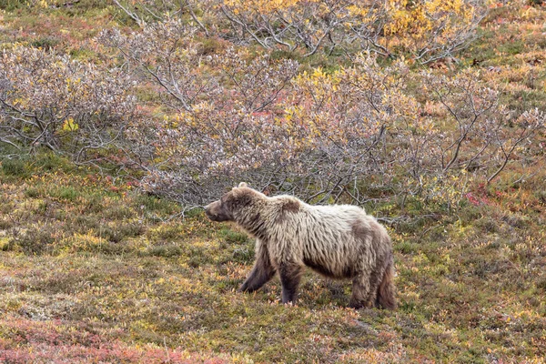 Orso Grizzly Nel Denali National Park Alaska Autunno — Foto Stock