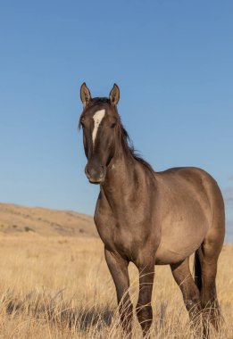 a majestic wild horse in autumn in the Utah desert