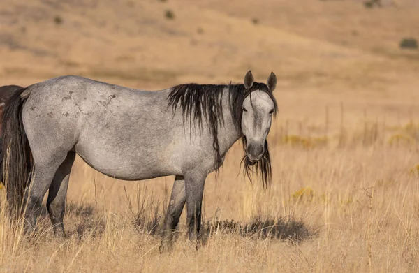 Majestoso Cavalo Selvagem Outono Deserto Utah — Fotografia de Stock