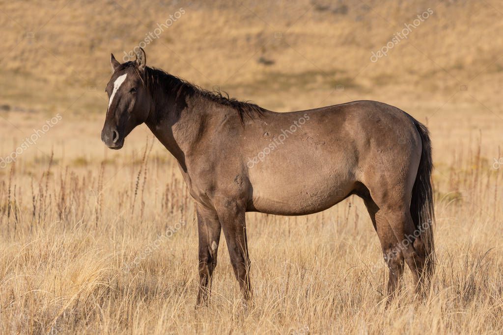 twildlife