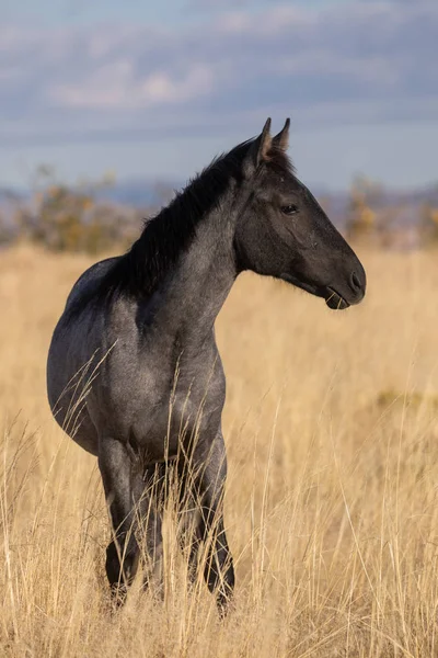 Majestoso Cavalo Selvagem Outono Deserto Utah — Fotografia de Stock